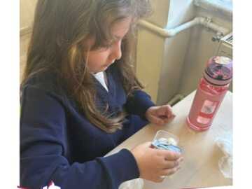 Fasülye Çimlendirme Deneyi